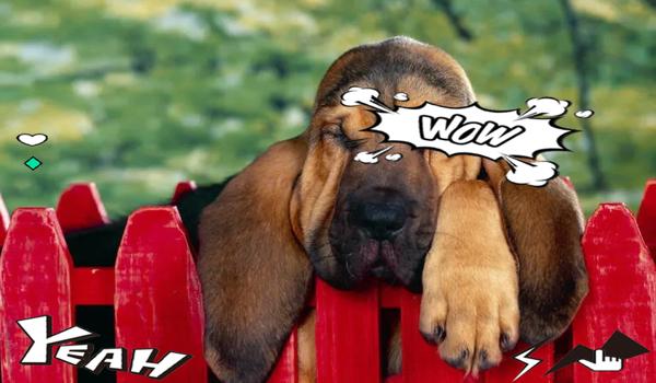 三角洲手游寻血猎犬的强度怎么样（三角洲手游寻血猎犬值得培养吗？）